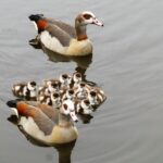 Kaip_apsaugoti_save_