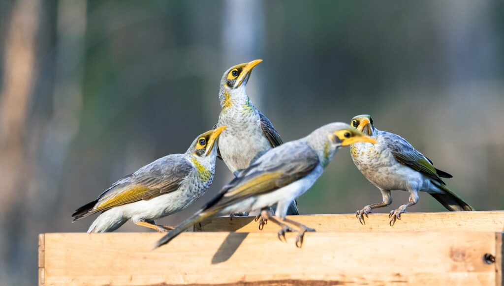 Ka_daryti__jei_kaimy