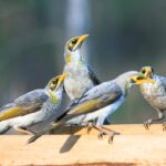 Ka_daryti__jei_kaimy