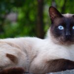 Ka_daryti__jei_kaimy