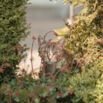 Ka_daryti__jei_kaimy