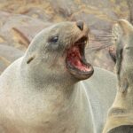 Kaip_elgtis__kai_kai